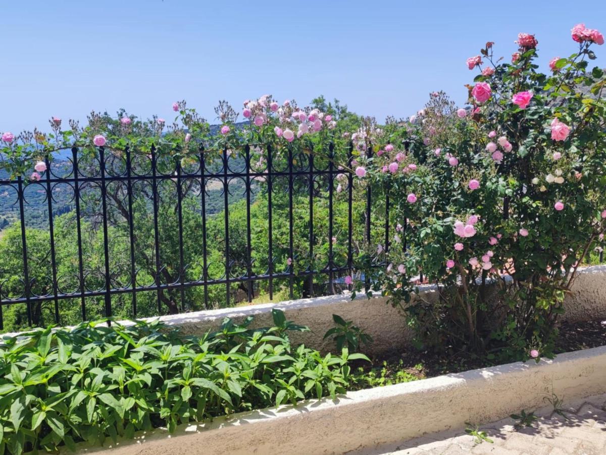 Fioravante أرغوستولي المظهر الخارجي الصورة